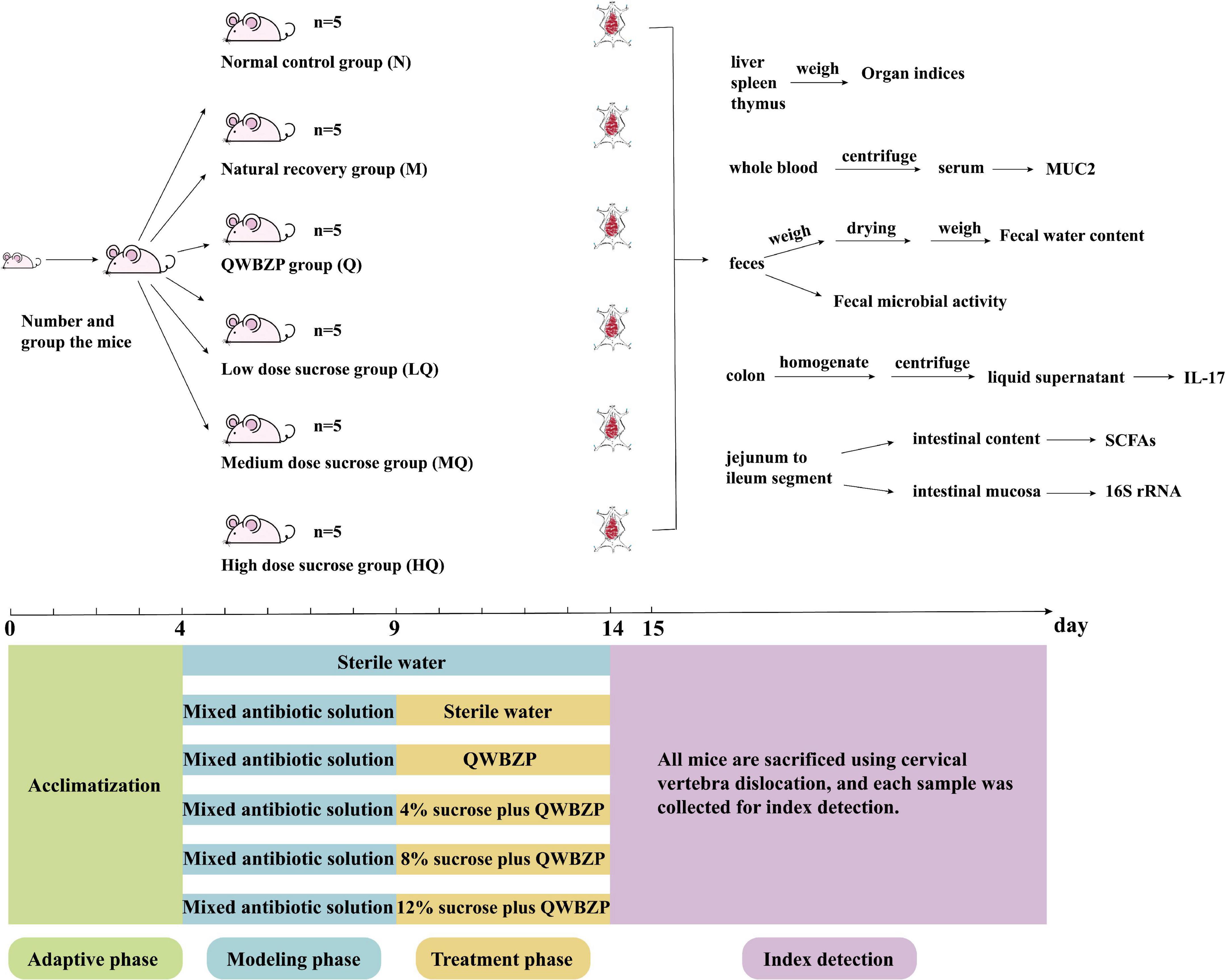 Dose of sucrose affects the efficacy of Qiweibaizhu powder on antibiotic-associated diarrhea: Association with intestinal mucosal microbiota, short-chain fatty acids, IL-17, and MUC2